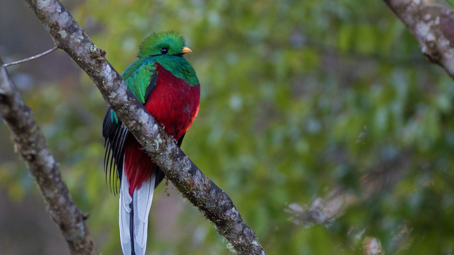 Resplendent Quetzal